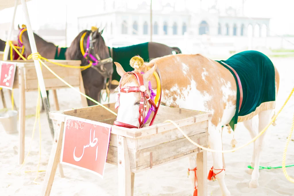 Atlas -the horse of Sultan-ul-Ashiqeen