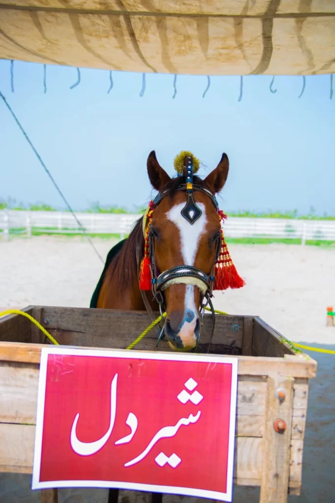 Sher dil - the horse of Sultan-ul-Ashiqeen